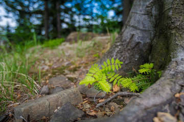Spring trekking Beskidy do Magurka