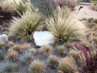 Home landscaping drought heat tolerant plants desert design closeup