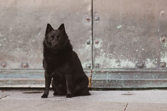 black dog portrait schipperke