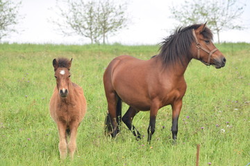 Obraz premium yegua y potrilla en el campo, Asturias, Spain