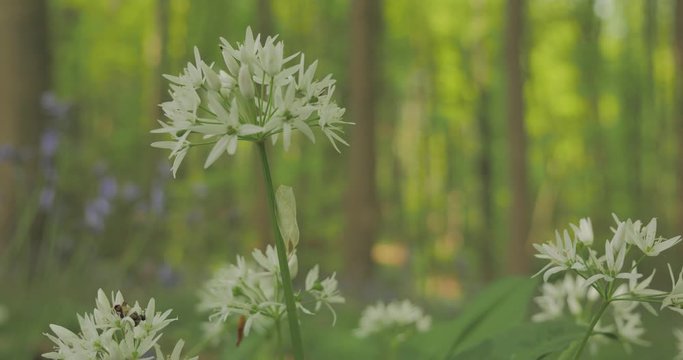 L' ail des ours dans un bois 