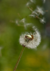 with a dandelion from the wind blowing fluffs
