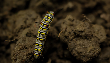 Beautiful millipedes and colorful body pattern.