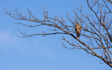 bird on a branch