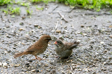 A song sparrow feeding its young.     Vancouver BC Canada
