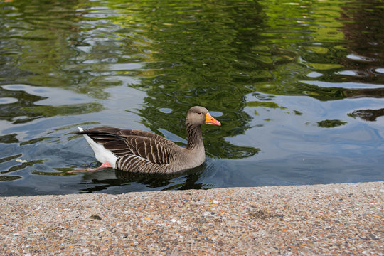 Photo of a beautiful goose in the park in London swimming in the lake