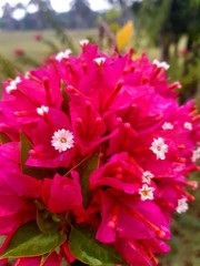 pink and white flowers