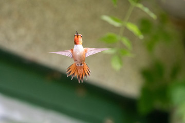 Male Rufous hummingbird hovering in the air.   Vancouver BC Canada
