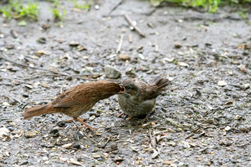 A song sparrow feeding its young.     Vancouver BC Canada
