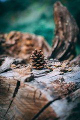 Close up photo of an old wooden surface with pine cone on top