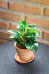 Ornamental plants, small trees with large green leaves, looking fresh. In a small pot Made of red clay Resting on a grey table For decorating a coffee shop, The background is an old red brick wall.