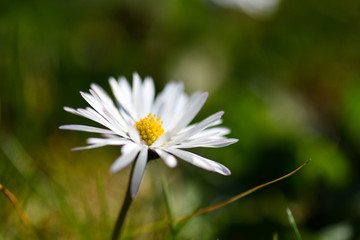 Fototapeta premium Weiss gelbe Blume