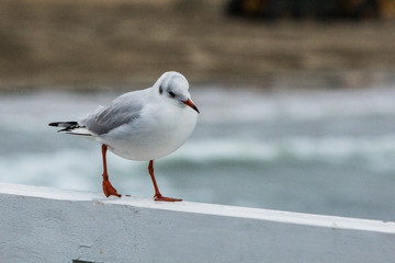 seagull on the pier on the Baltic Sea