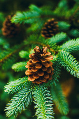 Pine cones on a branch 