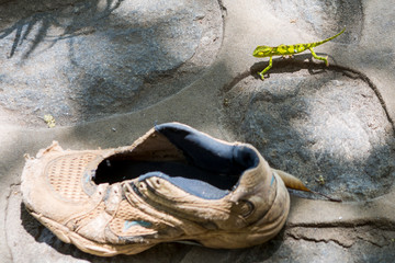 single chameleon is walking around old shoes, Shore of Lake Malawi, Africa