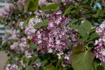 Fototapeta na wymiar flowering lilac bush at the very end of spring