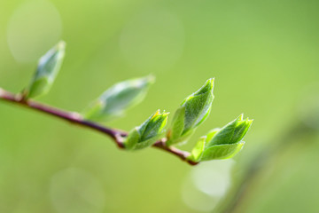 Grüne Knospen