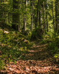 dans les forêts des vosges