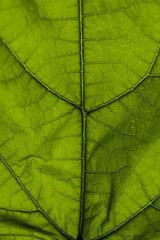 Close up of green leaf texture