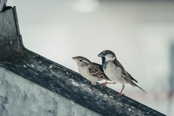 Sparrows in love 