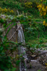 stream in the forest