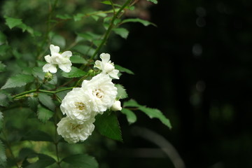 白いバラの花