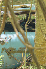 1959 Chevy, Wrecked and Abandoned