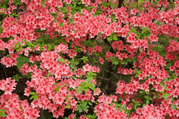 ヤマツツジ 赤城山 赤城神社 参道