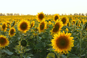 Fototapeta premium Blurry image of field of yellow sunflowers, cropped shot, horizontal view. Harvest, agriculture, nature, landscapes concept.