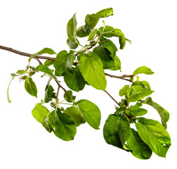 apple tree branch with green leaves on a white background