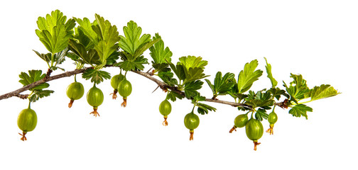 gooseberry bush branch with green leaves and berries on a white background