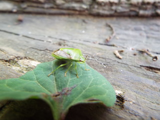 ツヤアオカメムシ stink bug