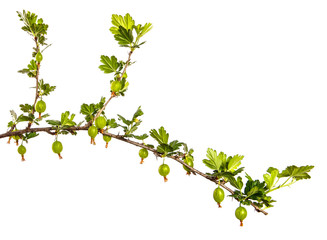 gooseberry bush branch with green leaves and berries on a white background
