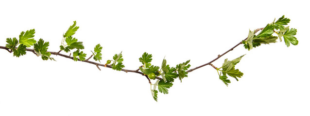 gooseberry bush branch with green leaves and berries on a white background