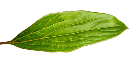 Fototapeta na wymiar green leaves of a peony bush on a white background