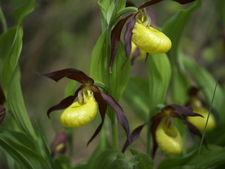 Gelber Frauenschuh, Cypripedium calceolus