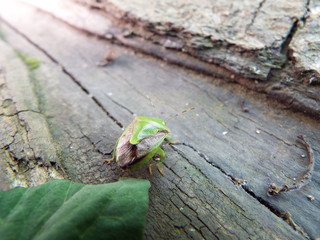 ツヤアオカメムシ stink bug
