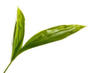 Fototapeta premium young green leaves of lily of the valley on a white background