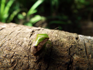 ツヤアオカメムシ stink bug