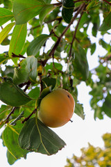 yellow persimmon on a tree