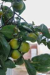 green persimmons on tree, organic fruit photography