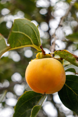 ripe persimmon kaki fruit on a tree