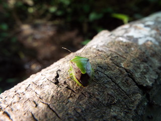 ツヤアオカメムシ stink bug