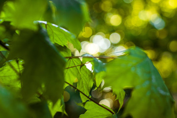green leaves in the morning sun