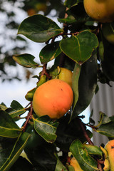 persimmon fruit on tree