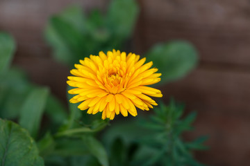 Orange Calendula officinalis Flower in summer garden