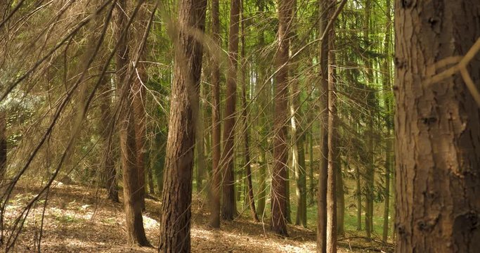 for&ecirc;t de sapin en Belgique 