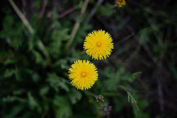 yellow dandelions in the grass