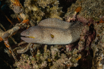 Moray eel Mooray lycodontis undulatus in the Red Sea, eilat israel
