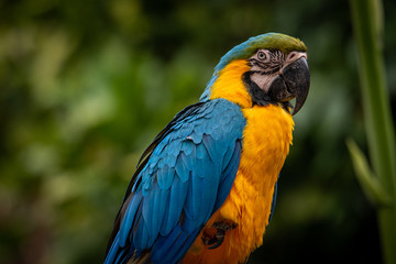 blue and yellow macaw